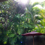 【丸わかり！】絞り優先AEモード（A、Av）とは？ボケの表現をマスターしよう！