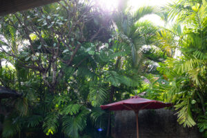 【丸わかり！】絞り優先AEモード（A、Av）とは？ボケの表現をマスターしよう！