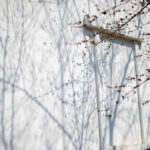 【丸わかり!】Pモードってなに?これであなたも一眼レフデビュー!